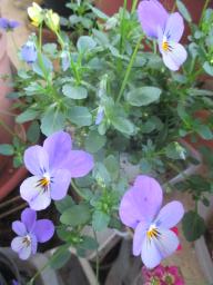 yIMG_4335