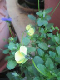 yIMG_4337
