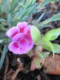 yIMG_4341