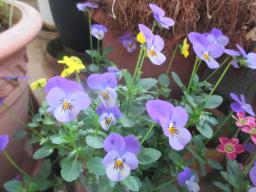 yIMG_4399