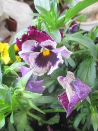 yIMG_4403