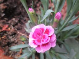 yIMG_4404