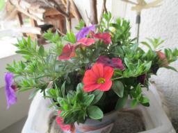 yIMG_4405