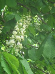 yIMG_4411