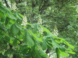 yIMG_4412