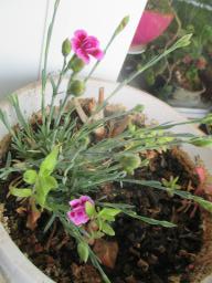 yIMG_4426