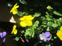 yIMG_4433