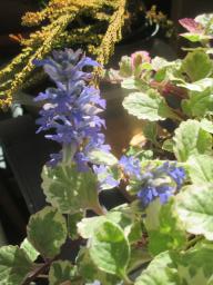 yIMG_4438