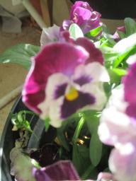 yIMG_4441