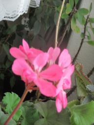 yIMG_4443