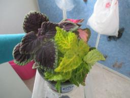 yIMG_4452