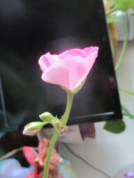 yIMG_4493