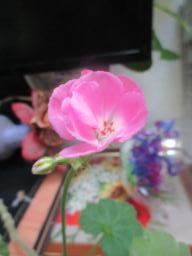 yIMG_4494