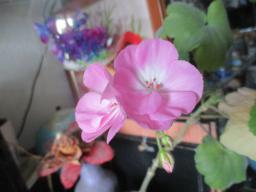 yIMG_4541