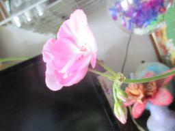 yIMG_4542