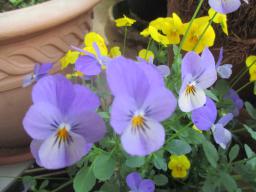 yIMG_4557