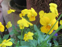 yIMG_4558