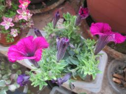 yIMG_4559