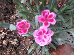 yIMG_4563