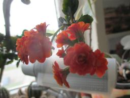 yIMG_4652