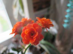 yIMG_4654
