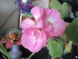 yIMG_4657