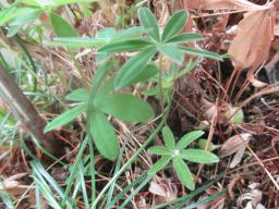 yIMG_4667