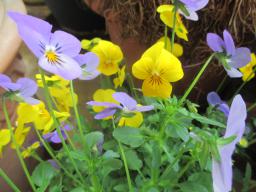 yIMG_4670