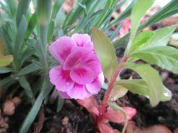 yIMG_4671