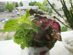 yIMG_4673