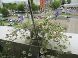 yIMG_4674