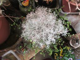 yIMG_4675
