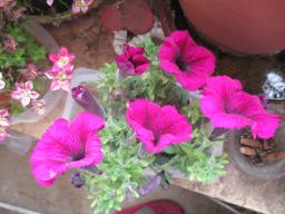 yIMG_4676