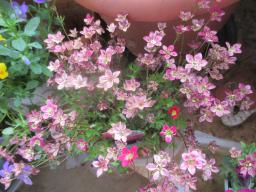 yIMG_4677