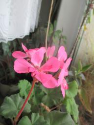 yIMG_4679