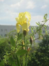 yIMG_4743