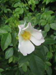 yIMG_4774