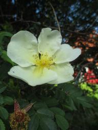 yIMG_4776