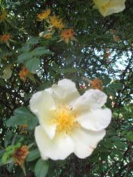 yIMG_4777