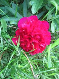 yIMG_4808