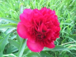 yIMG_4809