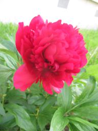 yIMG_4810
