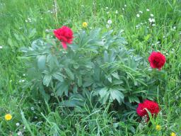 yIMG_4811