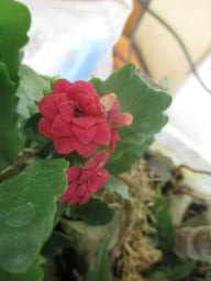 yIMG_4919