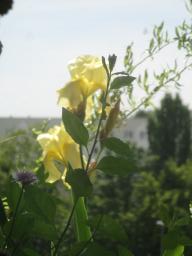 yIMG_4933