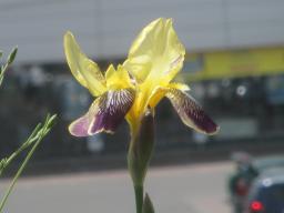 yIMG_4935