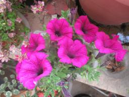 yIMG_4974
