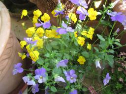 yIMG_4975