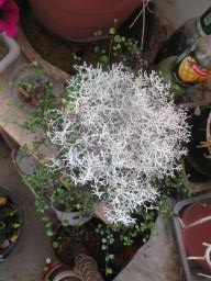 yIMG_4979