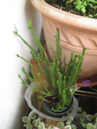 yIMG_4980